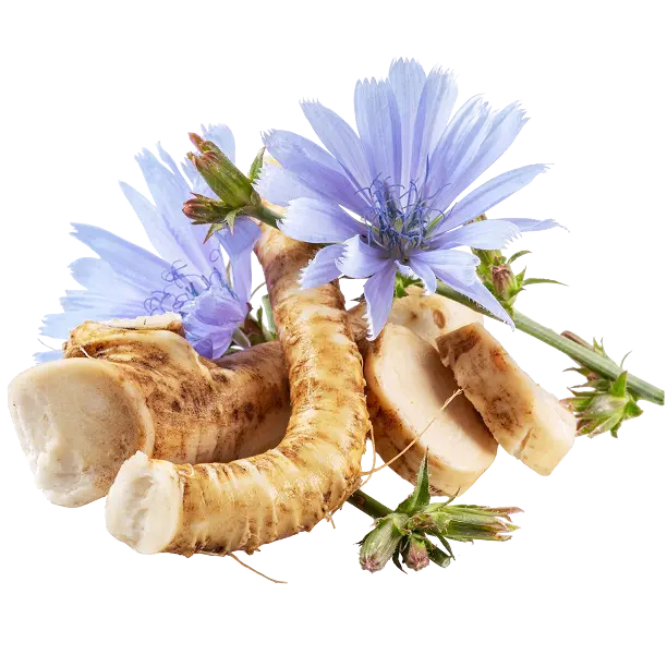 Inulin aus Chicorée